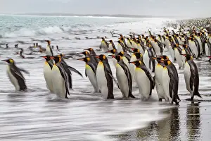 Wildlife Conservation Prints: Creative motion blur image of adult king penguins (Aptenodytes patagonicus) returning to the sea on South Georgia