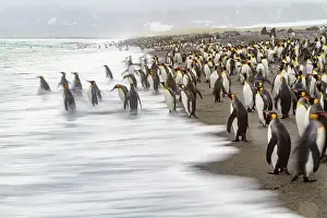 Wildlife Conservation Prints: Creative motion blur image of adult king penguins (Aptenodytes patagonicus) returning to the sea on South Georgia