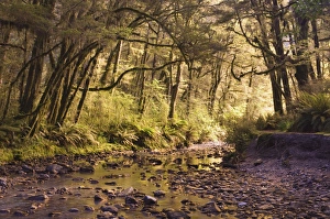 Rain Forest Prints: Creek through rainforest
