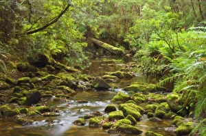 Surface Level Prints: Creekton Rivulet, Southern Forests, Tasmania, Australia, Pacific