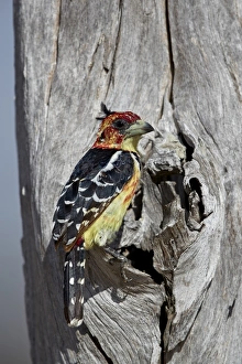 Tanzania Prints: Crested barbet (Trachyphonus vaillantii), Selous Game Reserve, Tanzania, East Africa