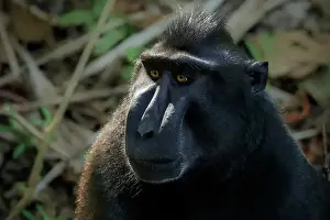 Macaque Prints: Crested black macaque (Macaca nigra) a native ape-like monkey with striking eyes