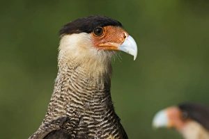 Pantanal Prints: Crested caracara (Polyborus plancus), Pantanal, Mato Grosso, Brazil, South America
