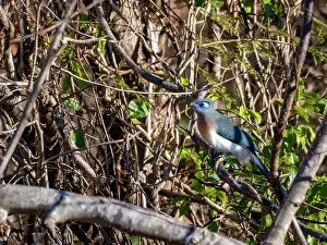 Ornithology Prints: Crested cuoa perched on a tree limb in Andasibe rainforest in Madagascar during daytime