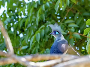 Feathers Prints: Crested cuoa perches on tree limb in tropical forest of Madagascar during sunny day