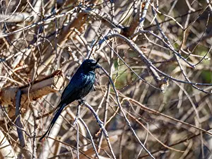 Birds Prints: Crested drongo rests on a tree branch in Madagascar during daylight hours in Andasibe region