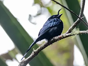 Avifauna Prints: Crested drongo rests on a tree limb in a habitat in Madagascar