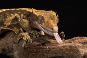 Crested Gecko (Correlophus Ciliates), captive, New Caledonia, Pacific