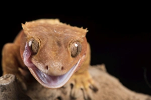 Wild Animals Prints: Crested Gecko (Correlophus Ciliates), captive, New Caledonia, Pacific