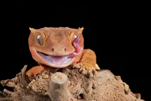 Closeup View Gallery: Crested Gecko (Correlophus Ciliates) in captivity, New Caledonia, Pacific