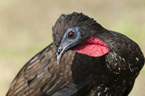 Crested Guan (Penelope purpurascens), Osa Peninsula, Costa Rica, Central America