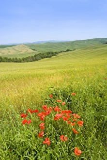 Crete Senesi area, near Asciano, Siena Province, Tuscany, Italy, Europe