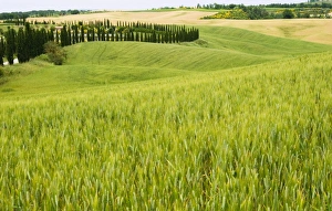 Siena Prints: Crete Senesi area, Siena Province, Tuscany, Italy, Europe