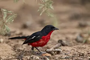 Crimson-breasted boubou (crimson-breasted shrike) (Laniarius atrococcieneus), Kgalagadi