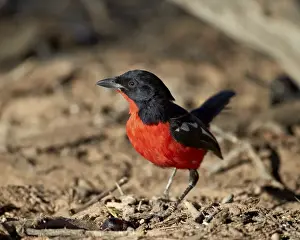 Crimson-breasted boubou (crimson-breasted shrike) (Laniarius atrococcieneus), Kgalagadi Transfrontier Park, encompassing the former Kalahari Gemsbok National Park, South Africa, Africa