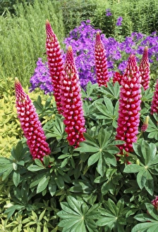Lupin Prints: Crimson lupins