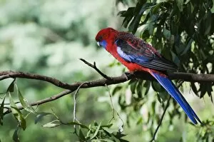 Images Dated 29th May 2008: Crimson rosella, Dandenong Ranges, Victoria, Australia, Pacific