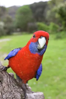 Images Dated 29th February 2008: Crimson Rosella, Platycercus elegans, Wilsons Promontory, Victoria, Australia