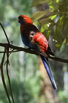 Crimson Rosella, Victoria, Australia, Pacific