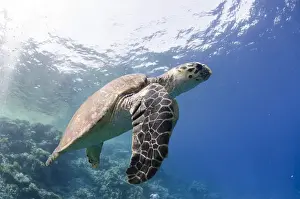 Red Sea Prints: The critically endangered hawksbill turtle (Eretmochelys imbricata)