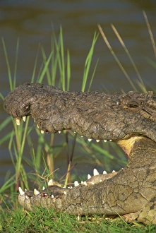 Profiles Prints: Crocodile basking in sun on riverbank, Masai Mara, Kenya, East Africa, Africa