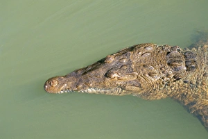 Jeopardy Prints: Crocodile, Black River, St
