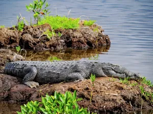 Quintana Prints: Crocodile at the Laguna Colombia, Punta Sur, Cozumel Island, Quintana Roo State, Mexico