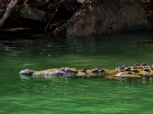 Sumidero Prints: Crocodile at Sumidero Canyon, Chiapas State, Mexico
