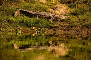 Crocodile sunning himself by a river, Chitwan Elephant Sanctuary, Nepal, Asia
