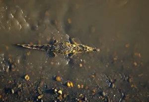 Puntarenas Province Prints: Crocodile, Tarcoles River, Garabito, Puntarenas Province, Costa Rica, Central America