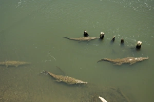 Crocodiles seen from the bridge over the River Tarcoles, near Puntarenas