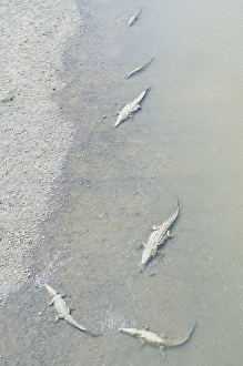 Reptiles Prints: Crocodiles seen from the bridge over the River Tarcoles, Jaco, Costa Rica