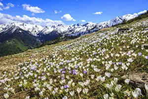 Crocus Prints: Crocus blooming on the pastures surrounding Cima Rosetta in the Orobie Alps