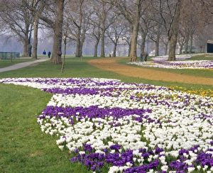 Hyde Park Prints: Crocus in flower in spring in Hyde Park, London, England, UK