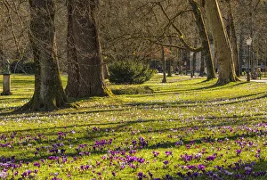 Public Park Prints: Crocus flowers blossom at Lichtentaler Allee alley, Baden-Baden, Black Forest