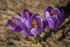 Petal Prints: Crocus Flowers, Fagaras Mountains, Arges County, Muntenia, Romania, Europe