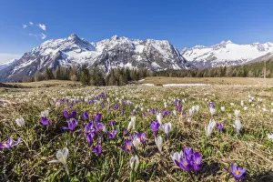 Alpine Flower Prints: Crocus during spring blooming, Entova Alp, Malenco Valley, province of Sondrio, Valtellina