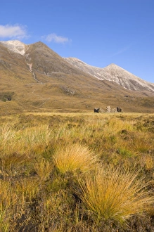National Nature Reserve Prints: Crofters cottage ruin on the lower slopes of Beinn