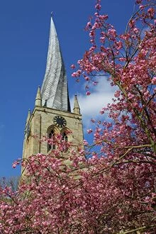 Spring Collection: Crooked spire and spring blossom, Chesterfield, Derbyshire, England, United Kingdom, Europe