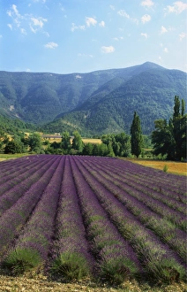 Lavender Prints: Crop of Lavender, Le Plateau de Sault, Provence, France