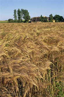 Cereal Prints: Crop of ripe cereals and thatched buildings behind, Hule Farm Village Museum