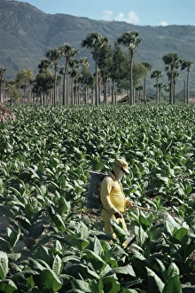 Tobacco Prints: Crop spraying in field of tobacco, Santiago, Dominican Republic, West Indies