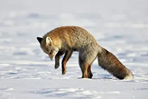Hunting Prints: Cross Fox, Red Fox (Vulpes vulpes) (Vulpes fulva) pouncing on prey in the snow, Grand