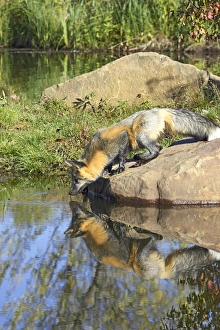 Staring Prints: Cross phase red fox