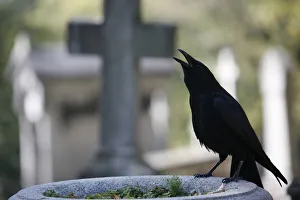 Images Dated 14th October 2007: Crow on a grave, Paris, Ile de France, France, Europe