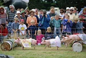 Animal Welfare Prints: Crowds watching pigs racing at the Mayfield county