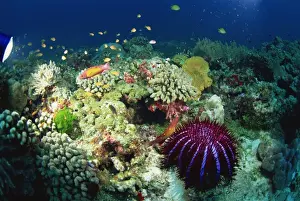 Star Fish Prints: Crown of thorns starfish (Acanthaster planci) eats coral on a healthy reef
