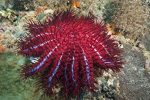 Marine Animal Prints: Crown of thorns starfish, Dimaniyat Islands, Gulf of Oman, Oman, Middle East