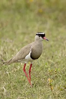 Images Dated 9th November 2006: Crowned plover or crowned lapwing (Vanellus coronatus)