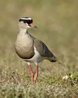 Images Dated 7th November 2006: Crowned plover (crowned lapwing) (Vanellus coronatus), Addo Elephant National Park